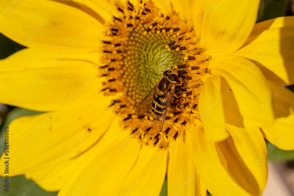 Hoverfly. Hoverfly.