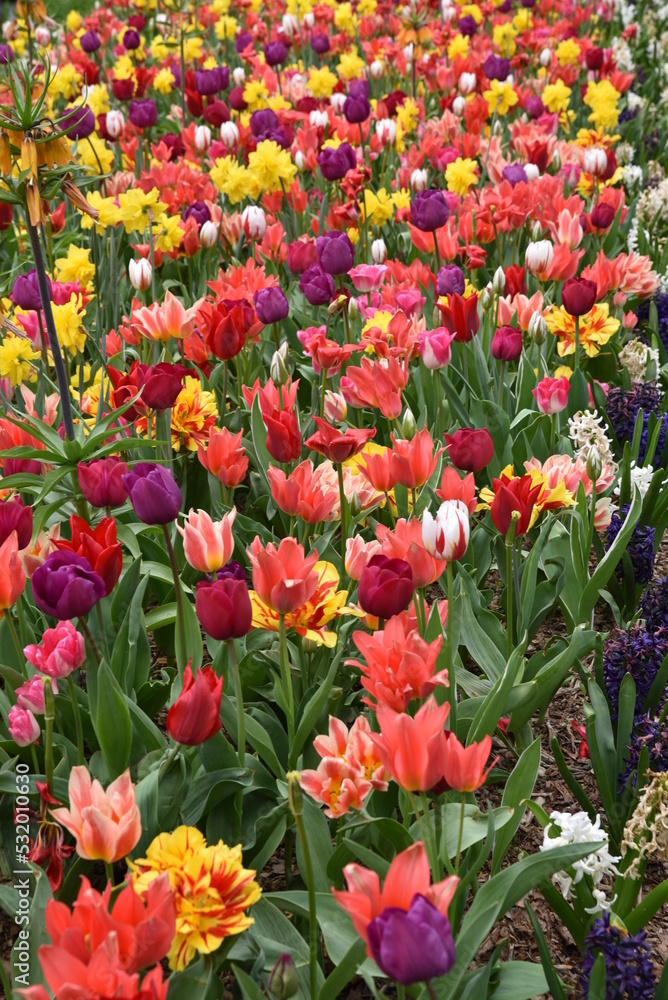 Tulipes et narcisses au printemps au jardin