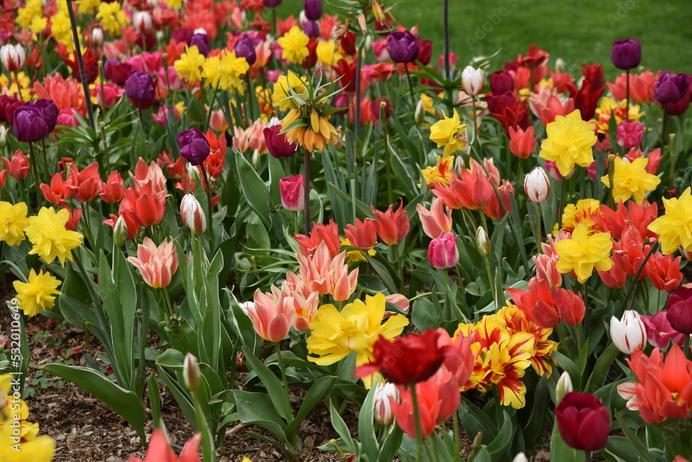 Tulipes et narcisses au jardin