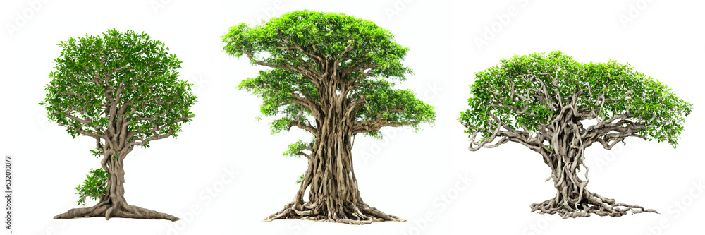 banyan trees, collection of large plants with column roots isolated on white background