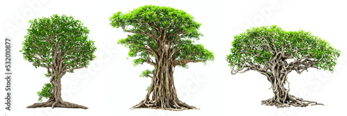banyan trees, collection of large plants with column roots isolated on white background photo