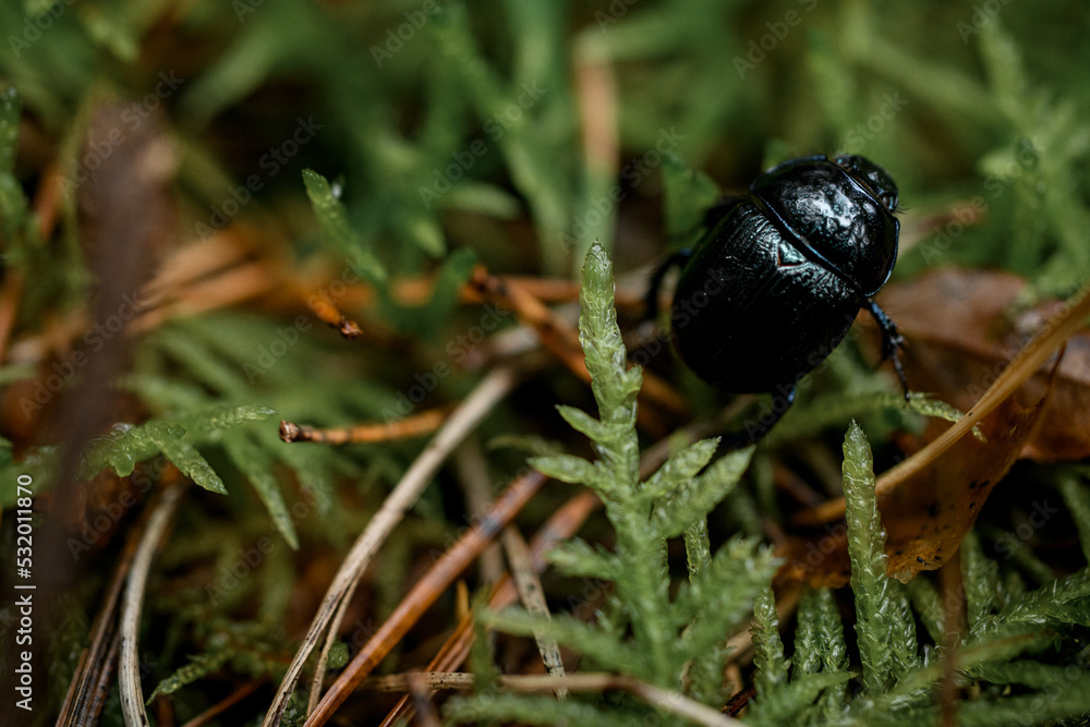 Close-up of black beetle on grass and needles in natural habitat