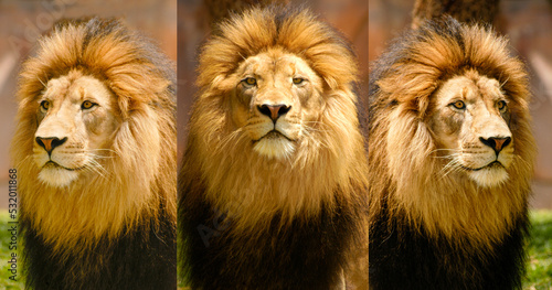 Photography 3 Lion Portraits of the same lion at three different angles.