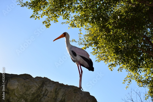 Yellow-billed stork posing on rock
