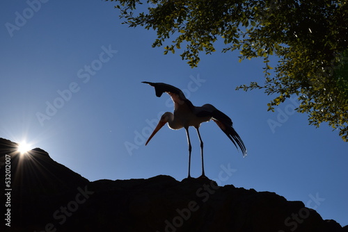 Yellow-billed stork dancing on rock
