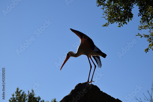 Yellow-billed stork dancing on rock
