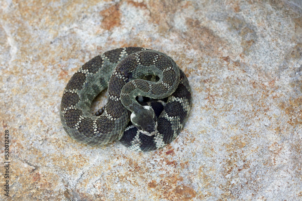 Northern Pacific Rattlesnake coiled atop a rock in the foothills of the ...