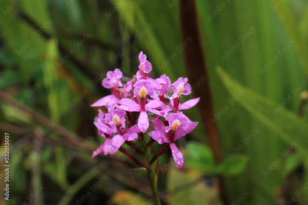 Flower, floral, nature, outdoor, leaf, garden, closeup Flower, floral, nature, outdoor, leaf, garden, closeup