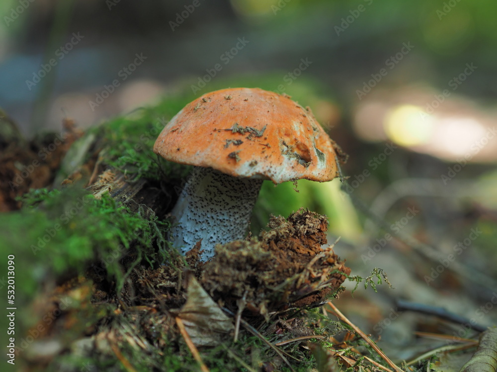 Fototapeta premium mushroom in the forest