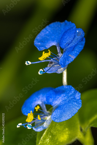 Flowers of Bengal Dayflower (Commelina benghalensis) photo