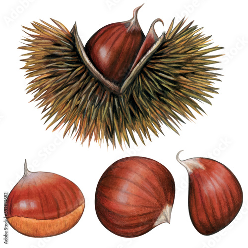 Watercolor hand drawn realistic chestnuts