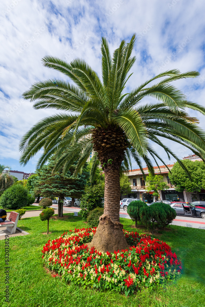 Palm tree and vivid flowerbed in the park