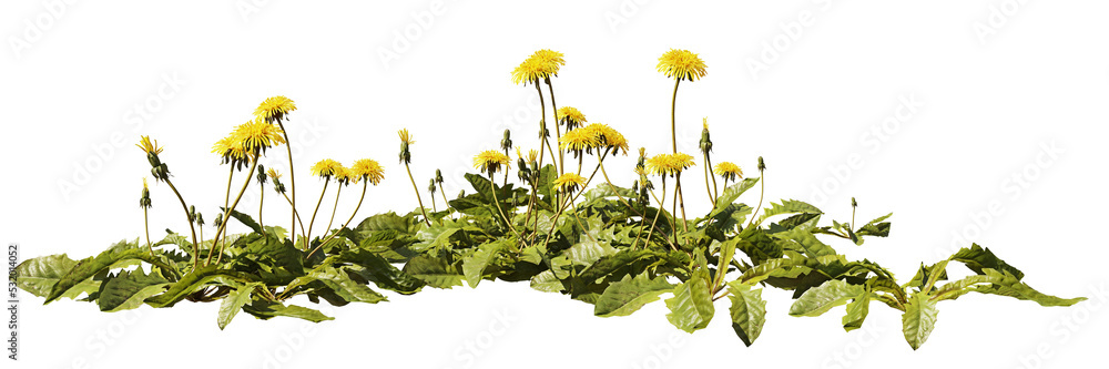 dandelion flowers and leaves, beautiful blooming plants, isolated