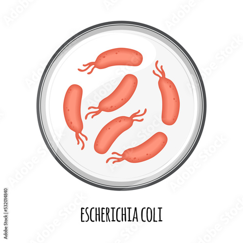The human microbiome of escherichia coli in a petri dish. Vector image. Bifidobacteria, lactobacilli. Lactic acid bacteria. Illustration in a flat style.