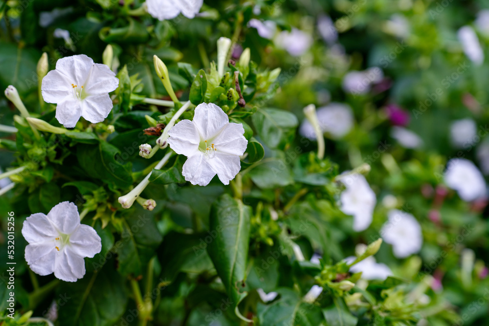 Mirabilis jalapa, the marvel of Peru or four o'clock flower, Jalapa (or Xalapa), continues to bloom, evening pleasure flowers. Plant used for medical purposes. Mirabilis jalapa, the marvel of Peru or four o'clock flower, Jalapa (or Xalapa), continues to bloom, evening pleasure flowers. Plant used for medical purposes.