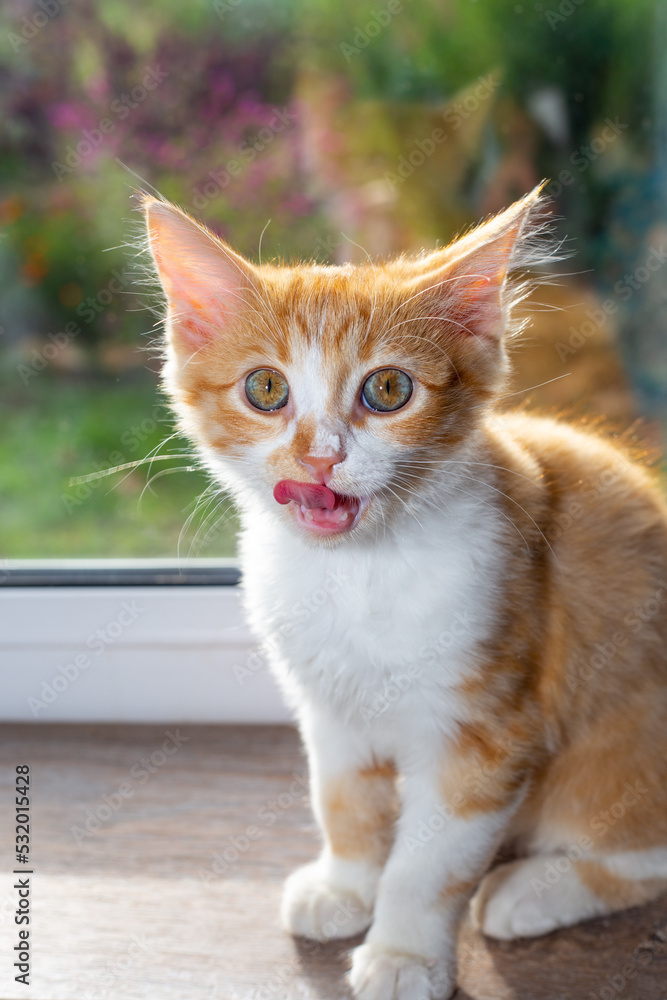 Red kitten licks his nose after eating sitting on the window. Feeding pets.