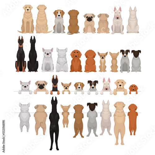 Purebred Dogs Sitting and Standing on Hind Legs Vector Big Set