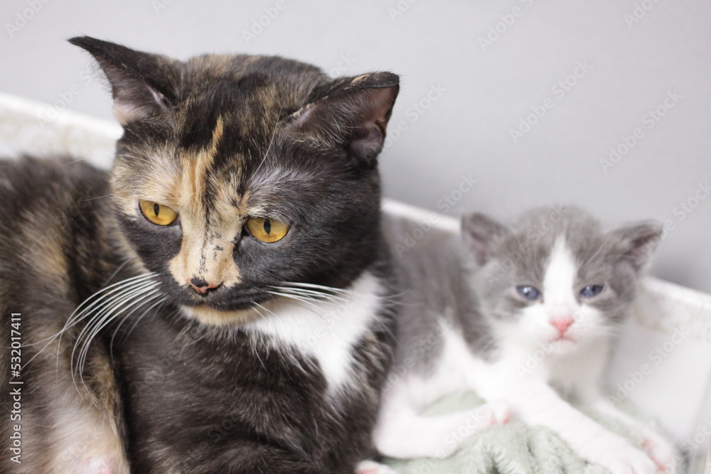 Tricolor cat with a small kitten. fluffy animal close-up, feeding cat with yellow eyes Tricolor cat with a small kitten. fluffy animal close-up, feeding cat with yellow eyes