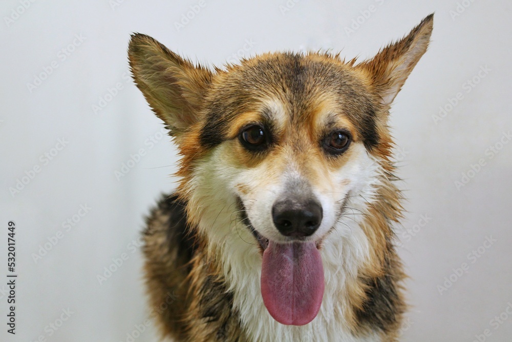 Funny portrait of happy smiling breed corgi welsh pembroke with tongue isolated on grey background. Close-up of cute dog face. Big ears. Domestic animals, pet care concept. Idea for greeting card Funny portrait of happy smiling breed corgi welsh pembroke with tongue isolated on grey background. Close-up of cute dog face. Big ears. Domestic animals, pet care concept. Idea for greeting card