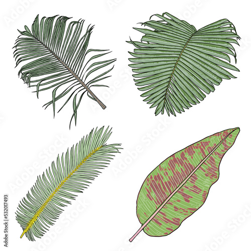 Hand drawn tropical palm leaves and jungle plants, realistic set of tropical leaves Very detailed colorful plant collection. Botanical elements for beauty care products. Vector. photo