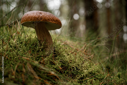 adorable close-up on brown boletus mushroom in the green grass in the forest. Edible mushroom.
