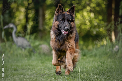 Deutscher Schäferhund DSH Rüde in der Natur