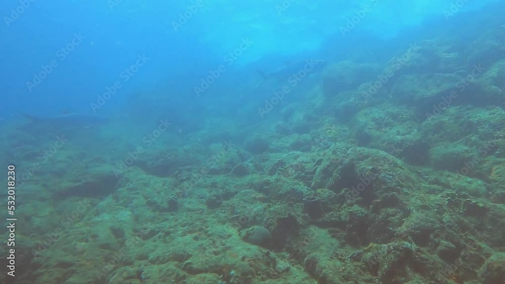 diver and reef diver and reef