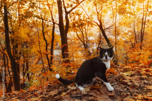 Black and white cat among autumn leaves in the park.