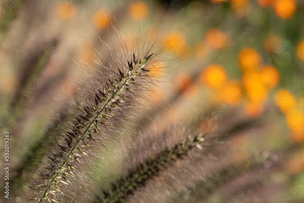 Ornamental Chinese fountain grass by name Pennisetum Alopecuroides Red Head, photographed in early autumn with a macro lens at RHS Wisley garden 
near Woking in Surrey UK. Orange geum flowers behind.