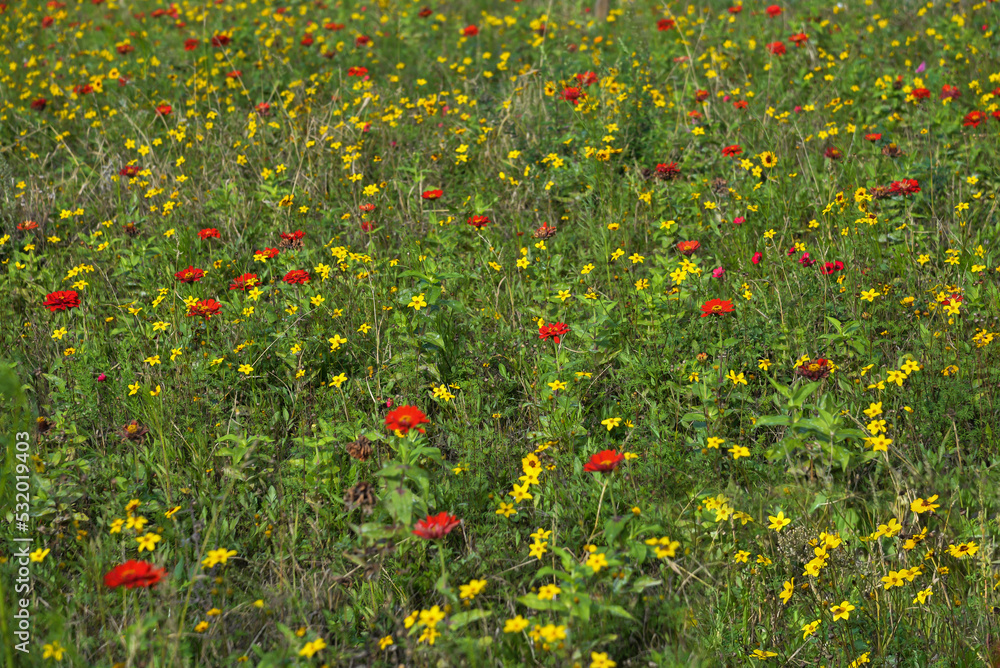 Fleurs des champs jaunes et rouges