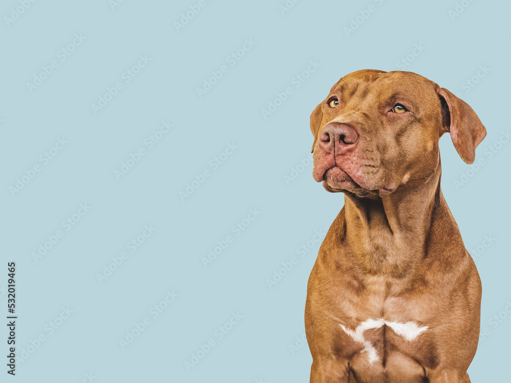 Lovable, pretty puppy. Close-up, indoors. Studio photo. Concept of care, education, obedience training and raising pet Lovable, pretty puppy. Close-up, indoors. Studio photo. Concept of care, education, obedience training and raising pet