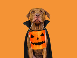 Charming, lovable brown dog and Count Dracula costume. Bright background. Close-up, indoors. Studio shot. Congratulations for family, relatives, loved ones, friends and colleagues. Pet care concept