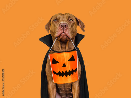 Photography Charming, lovable brown dog and Count Dracula costume