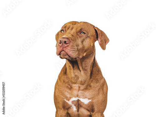Lovable, pretty puppy. Close-up, indoors. Studio photo. Concept of care, education, obedience training and raising pet