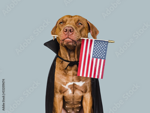 Lovely brown dog, American Flag and Count Dracula costume. Bright background. Close-up, indoors. Studio shot. Congratulations for family, relatives, loved ones, friends, colleagues. Pet care concept