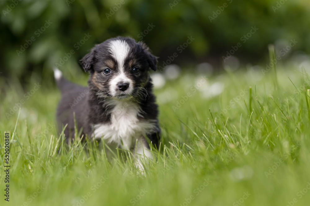 Australien Shepherd Welpe Australien Shepherd Welpe