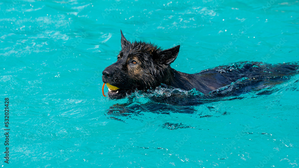 Fototapeta premium german shepherd dog swimming in the pool with a ball in his mouth. Happy dog in water. Happy Dog swimming