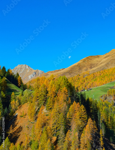 Forest mountain landscape Alps Austria