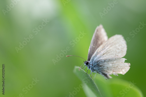 Close-up of a butterfly, an older blue, perched on a long leaf against a green background in the sunshine. The insect's wings are frayed. © leopictures