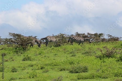 herd of zebras in the savannah