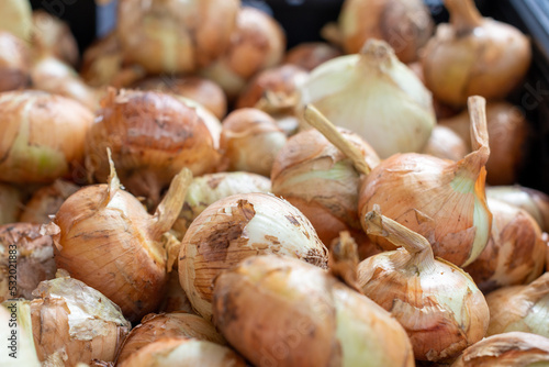 A large bunch of unpeeled raw yellow onions. The bulb vegetable is an organically grown produce. The Spanish onion or food item has a thin papery skin of a golden color. They are a ripe healthy crop. photo