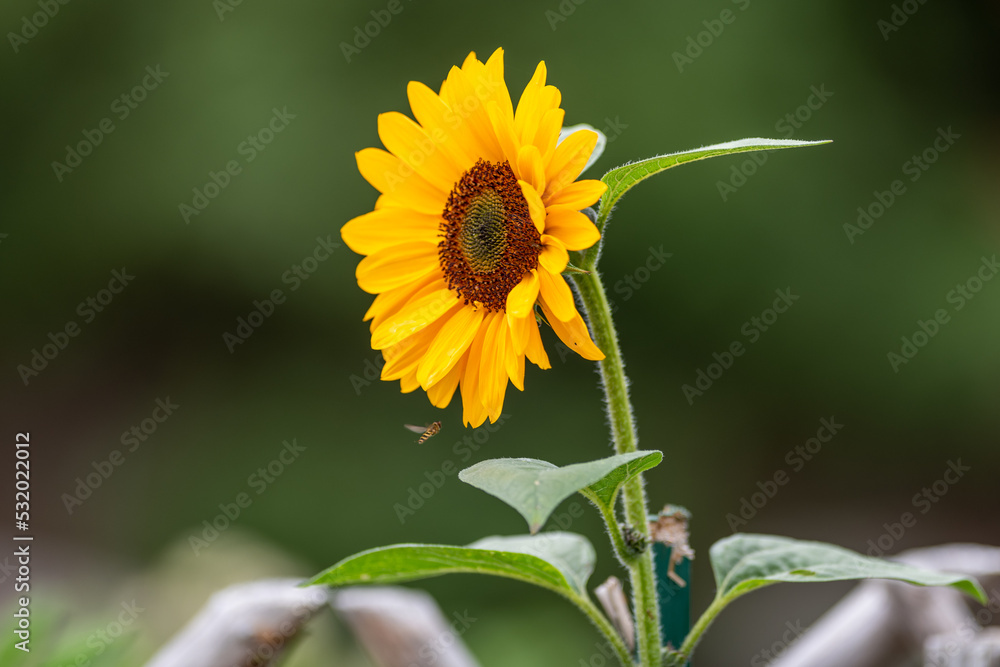 Fototapeta premium Macro of a growing sunflower with its petals bright yellow petals wilting from the end of the season. The background is white with a hint of blue from the sky. The flower has its seeds in the center.