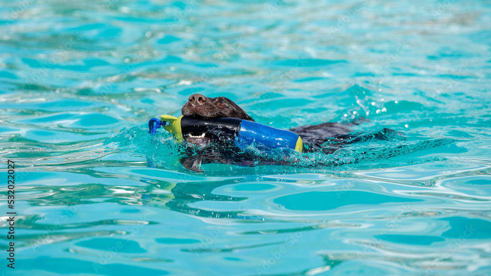 Fototapeta premium brown labrador dog in pool with a floating toy. Dog playing in the water. Dog in pool on a sunny day