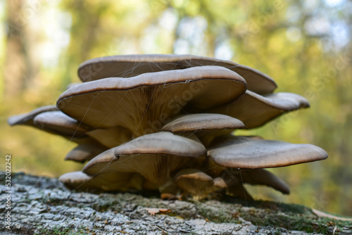 Brown cap of oyster mushroom in a cobweb on a blurred background