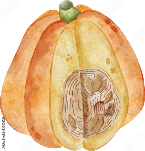 Pumpkin harvest Watercolor clipart, png element