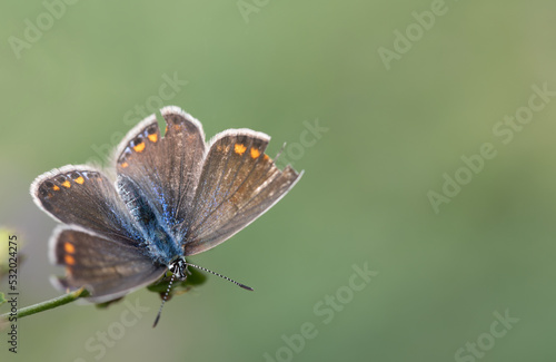 A brown butterfly with yellow dots and a blue body is perched on a branch against a green background. The butterfly has spread its wings. The wings are defective at the edge.