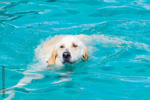 Photography dog in swimming pool