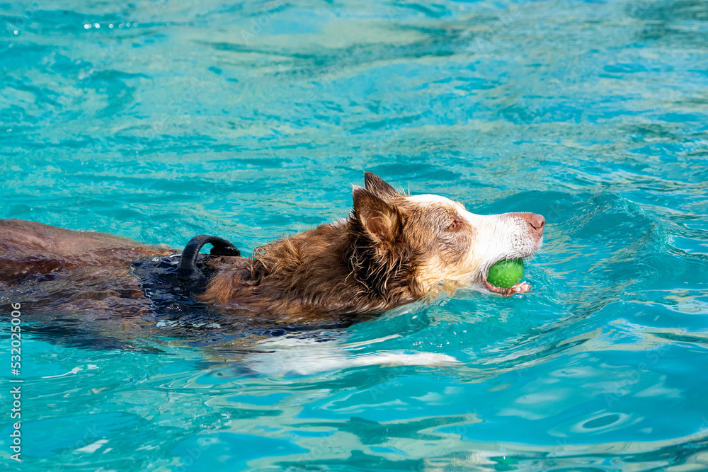 Fototapeta premium Border collie with a tennis ball in the water. Dog swimming