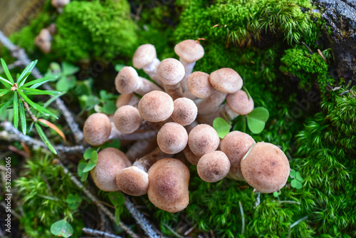 Fotografía Honey mushroom (Armillaria mellea) on green moss, top view