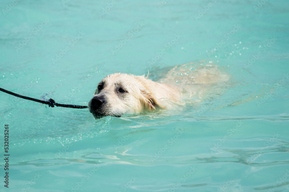 golden retriever dog swimming in the pool